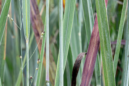 Ornamental Grasses