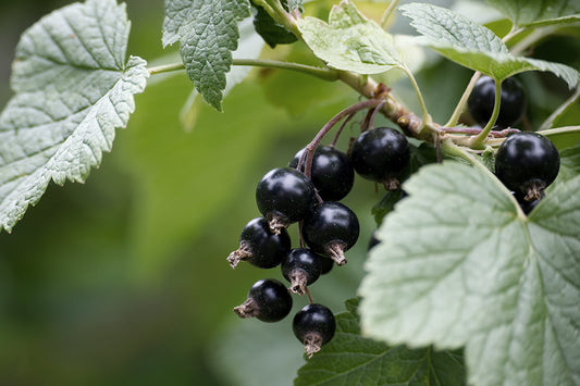 Black Currants