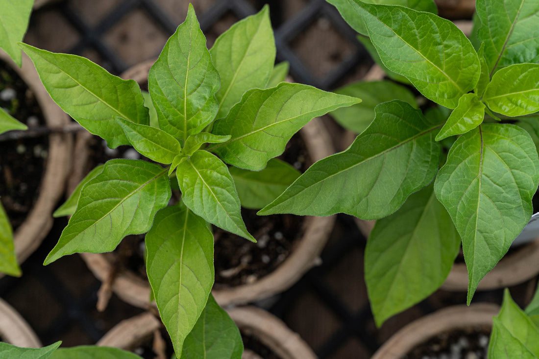 Food Tastes Best When ...