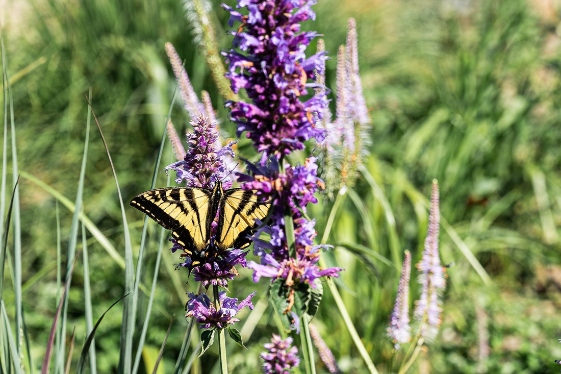 The Pollinator Meadow at The Hive