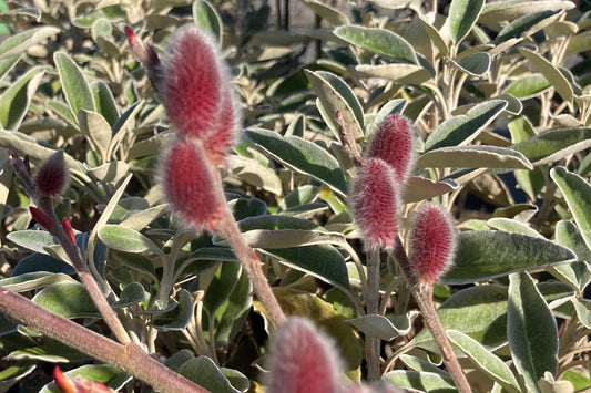 Pink Pussy Willow ~ Salix gracilistyla, Mt Aso