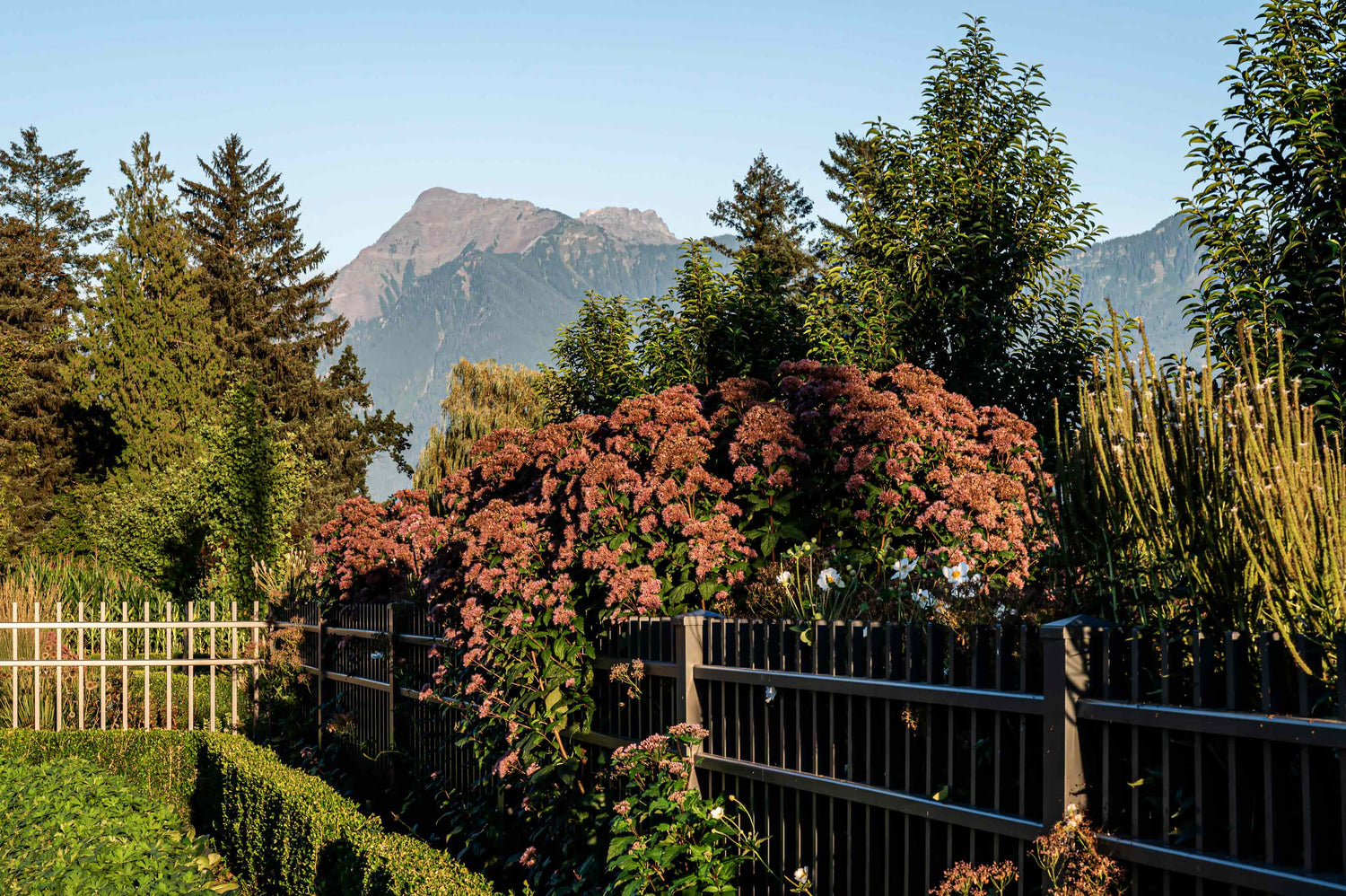 Wide angle view of plantings over the fence and Mt. Cheam in the background.