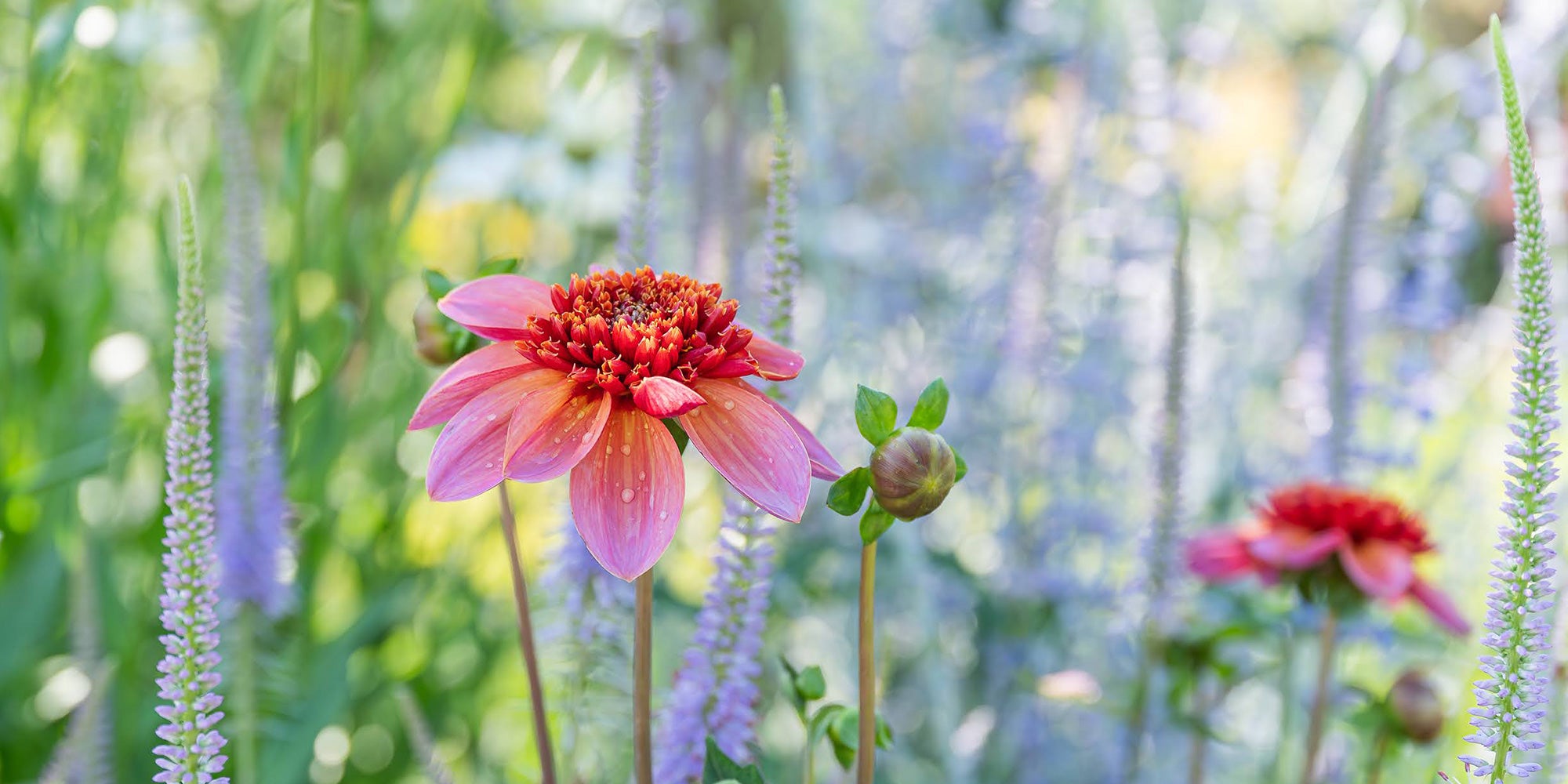 Close-up view of pink and purple flowers.