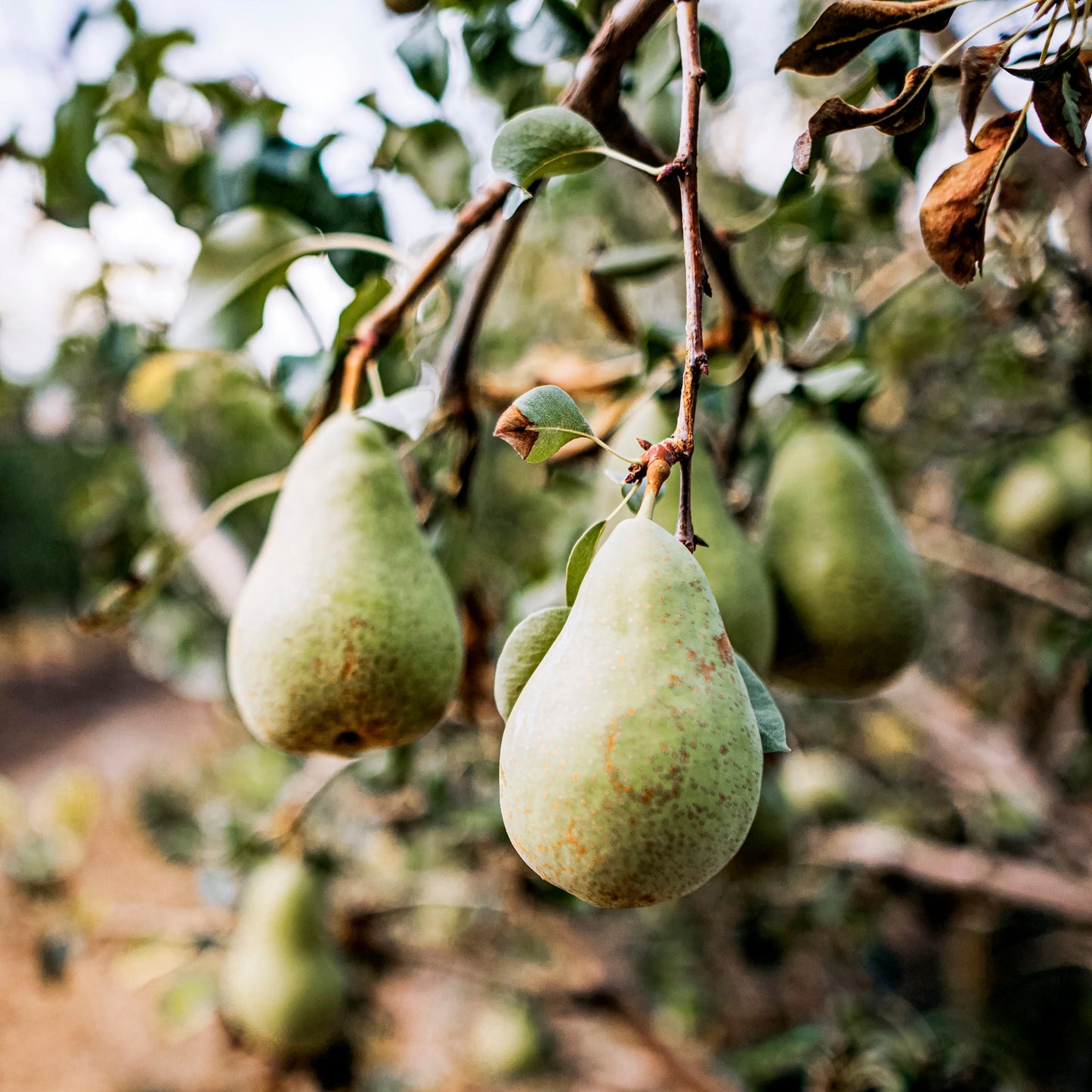 Close-up view of Cider Barnett pear