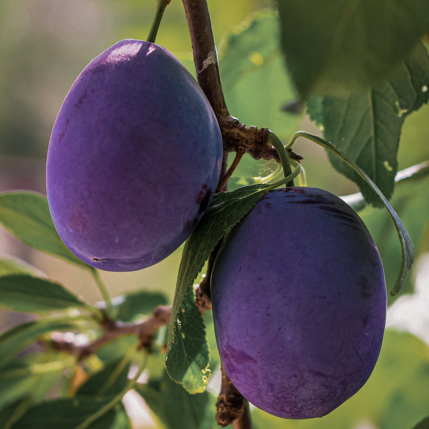 Close-up view of Blue Damson plum.