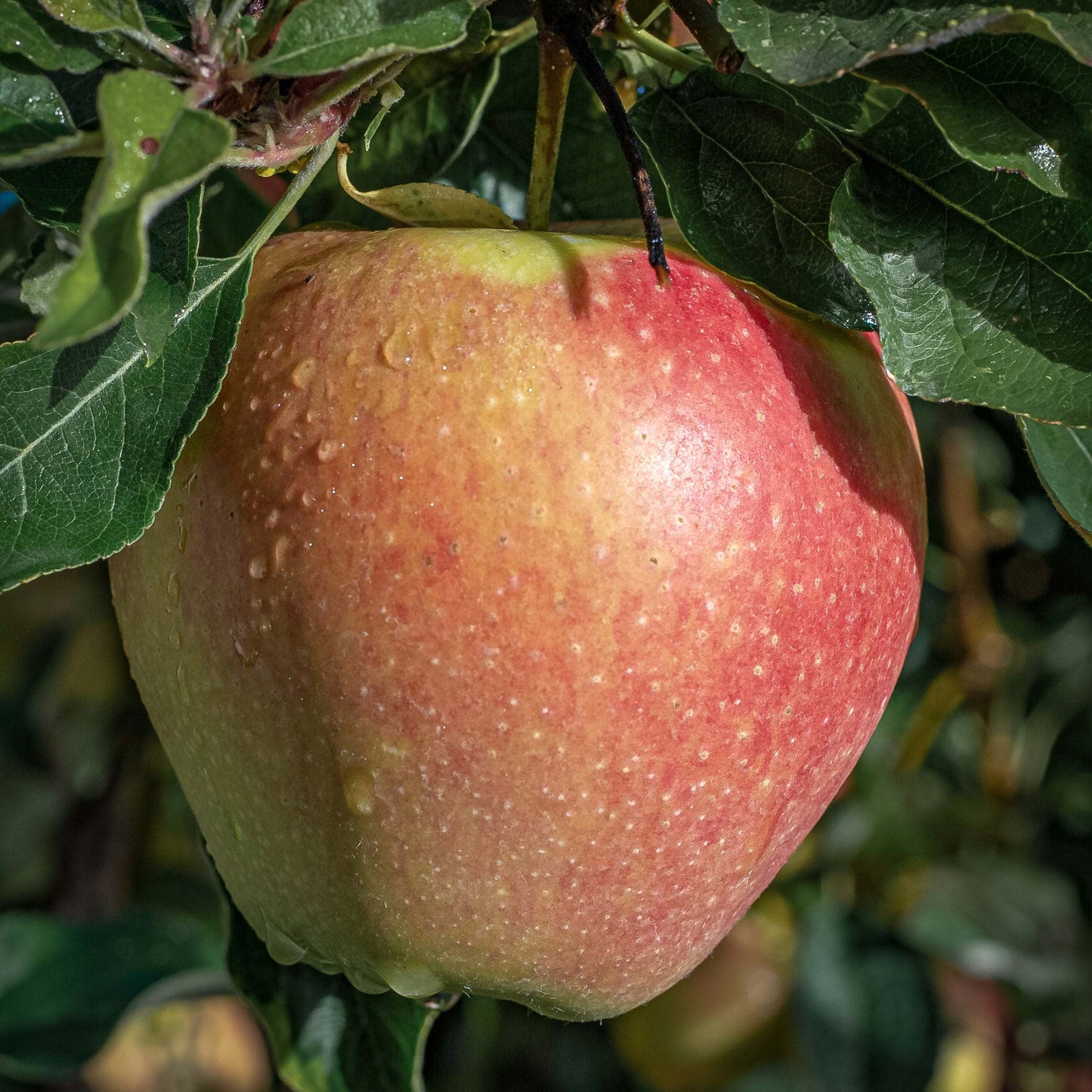 Close-up view of Braeburn apples.