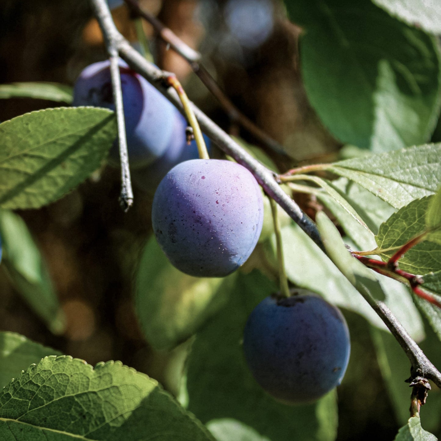 Close-up view of blue, purple Brooks plums.