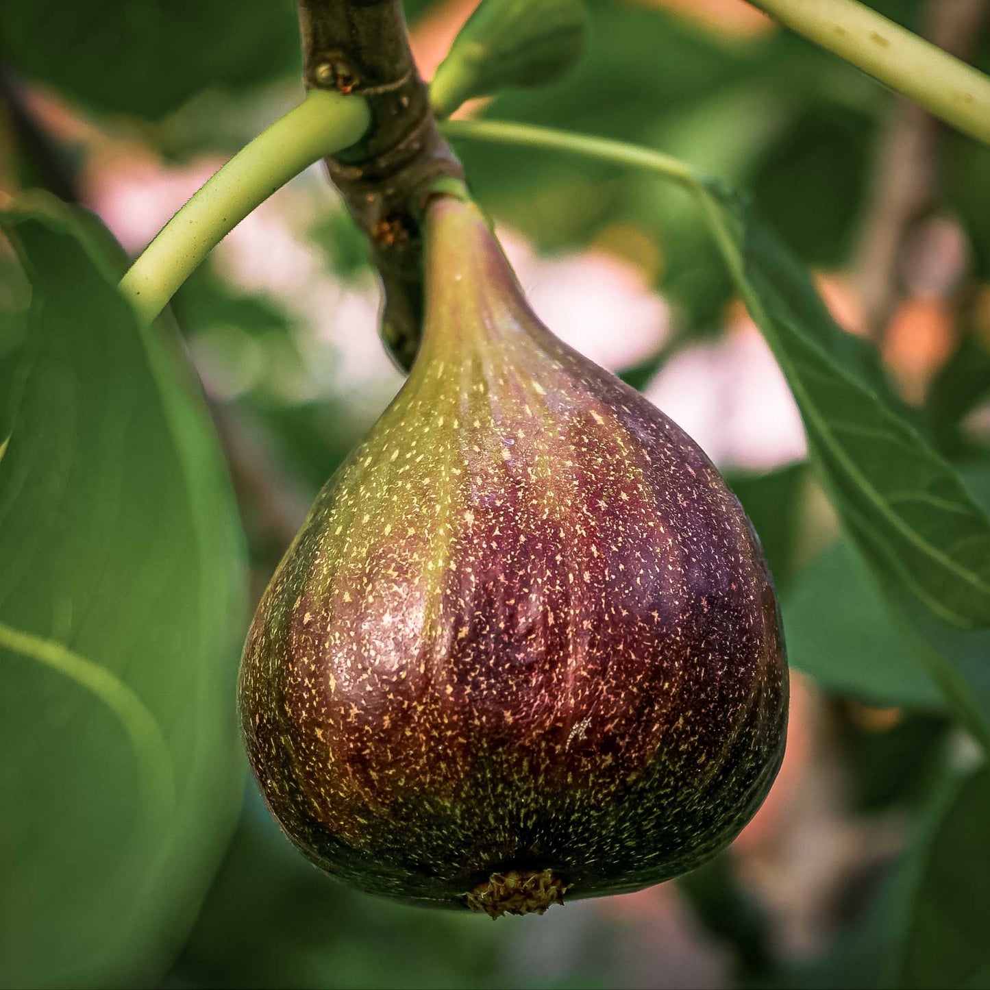 Close-up view of Brown Turkey Fig.