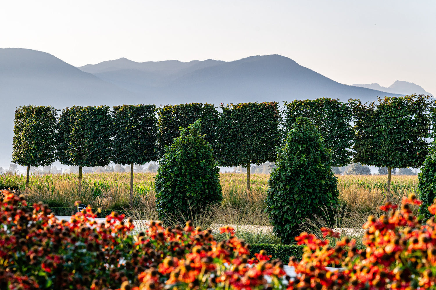 Wide angle view of layered plantings and mountains in the background.