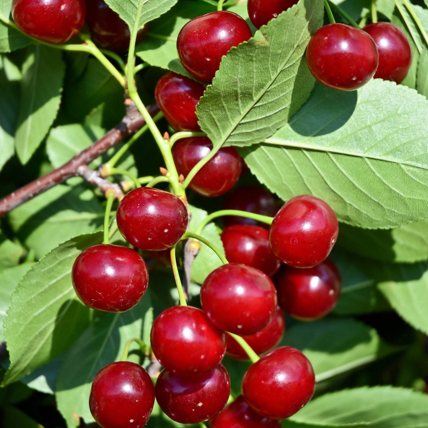 Close up dark red juicy cherries on branch