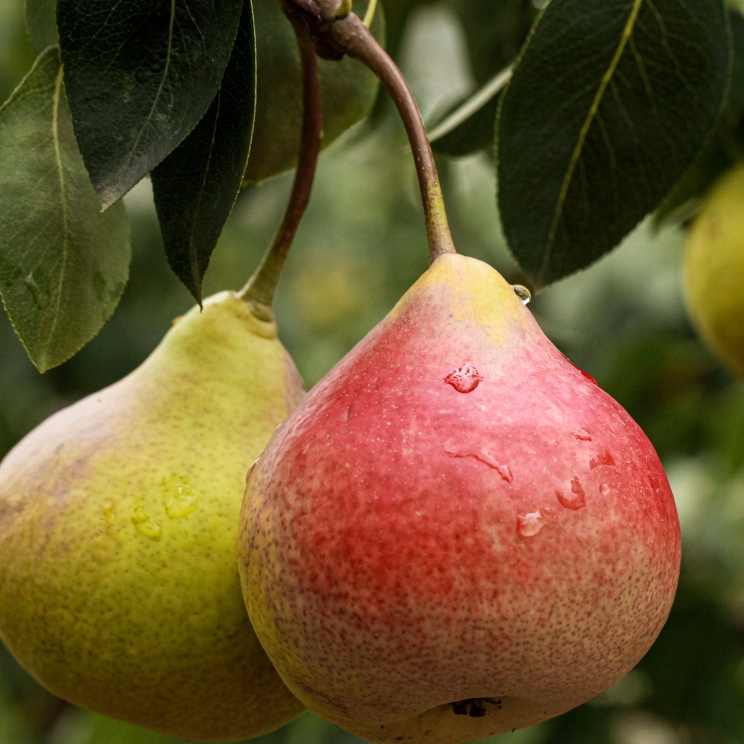 Close-up view of Clapp's Favorite pear.