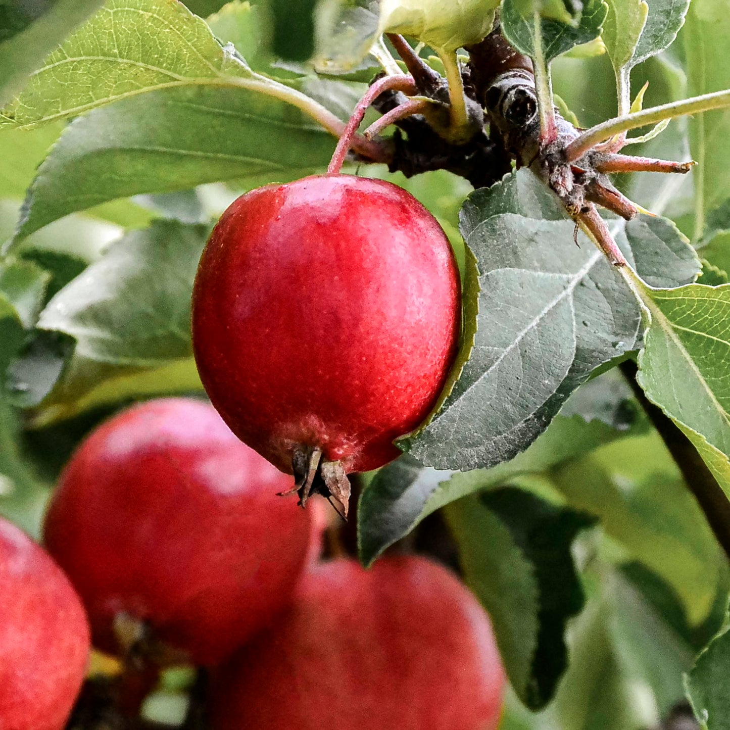 Close-up view of Dolgo Crabapple