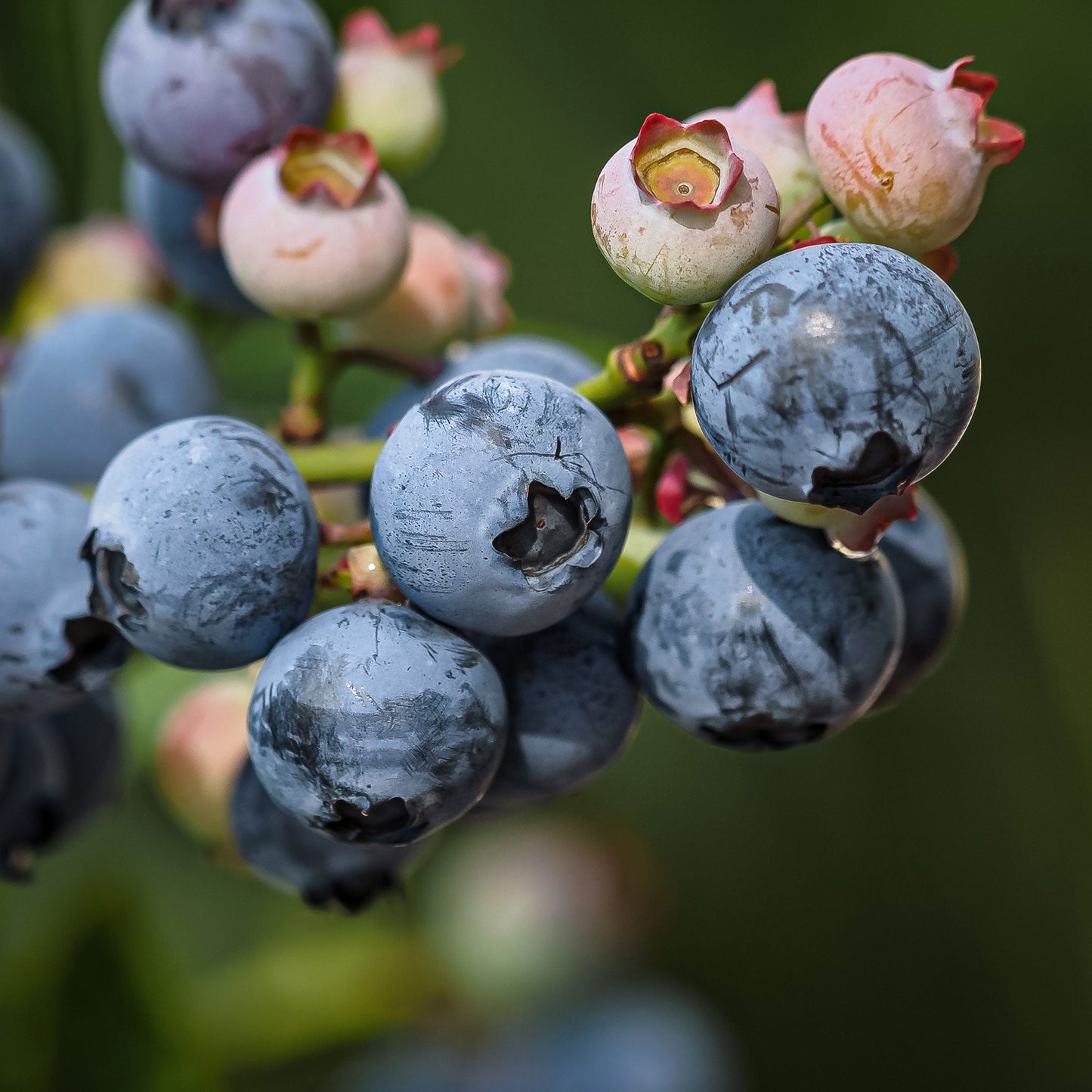 Close-up view of Duke Blueberry.