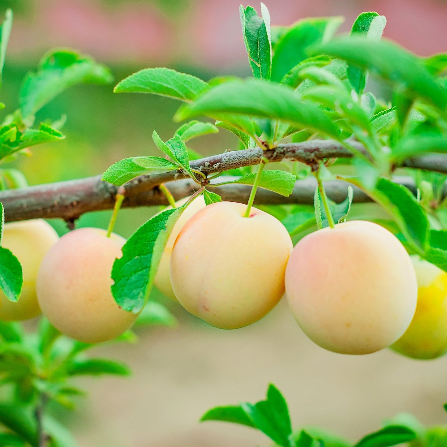 Juicy yellow plums on branch