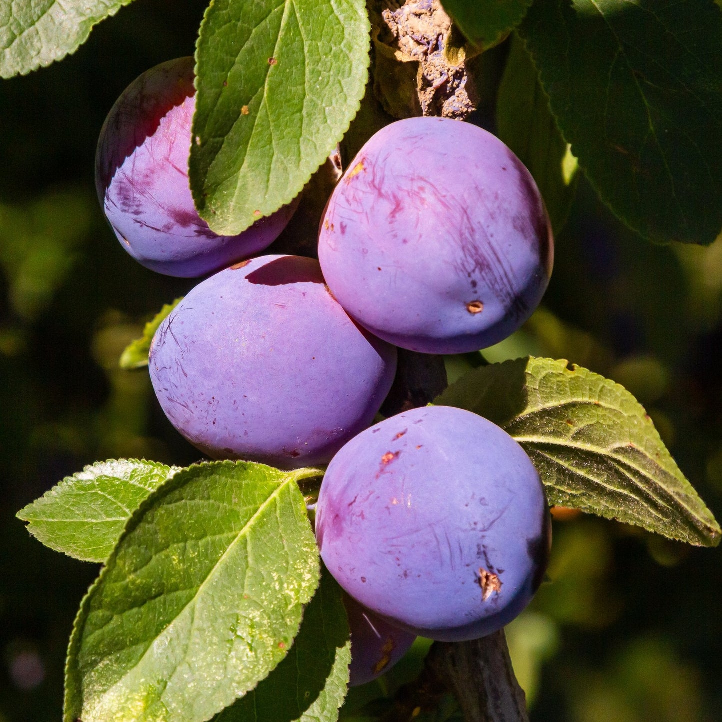 Close up of a purple plum on branch