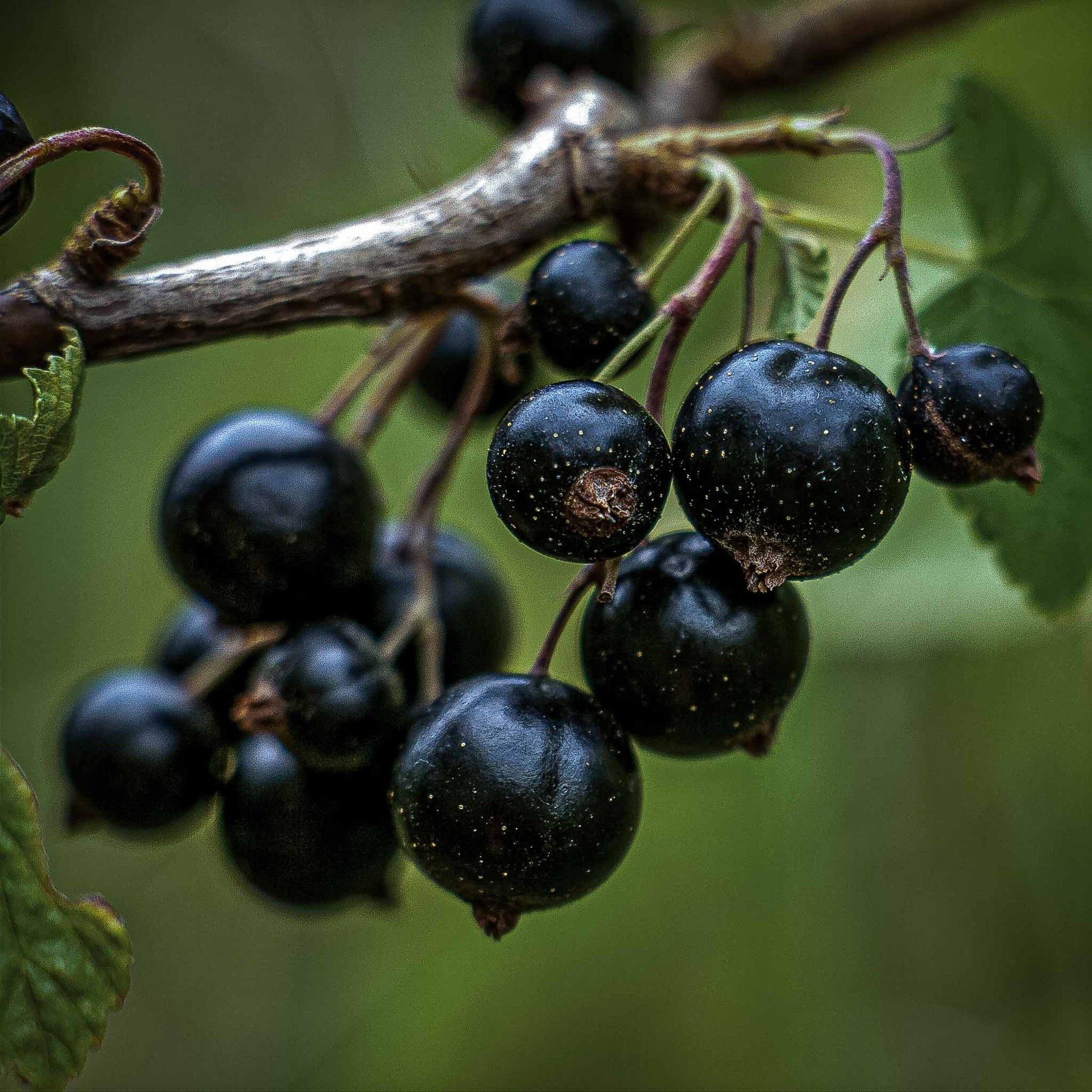 Close-up European Black Currants.