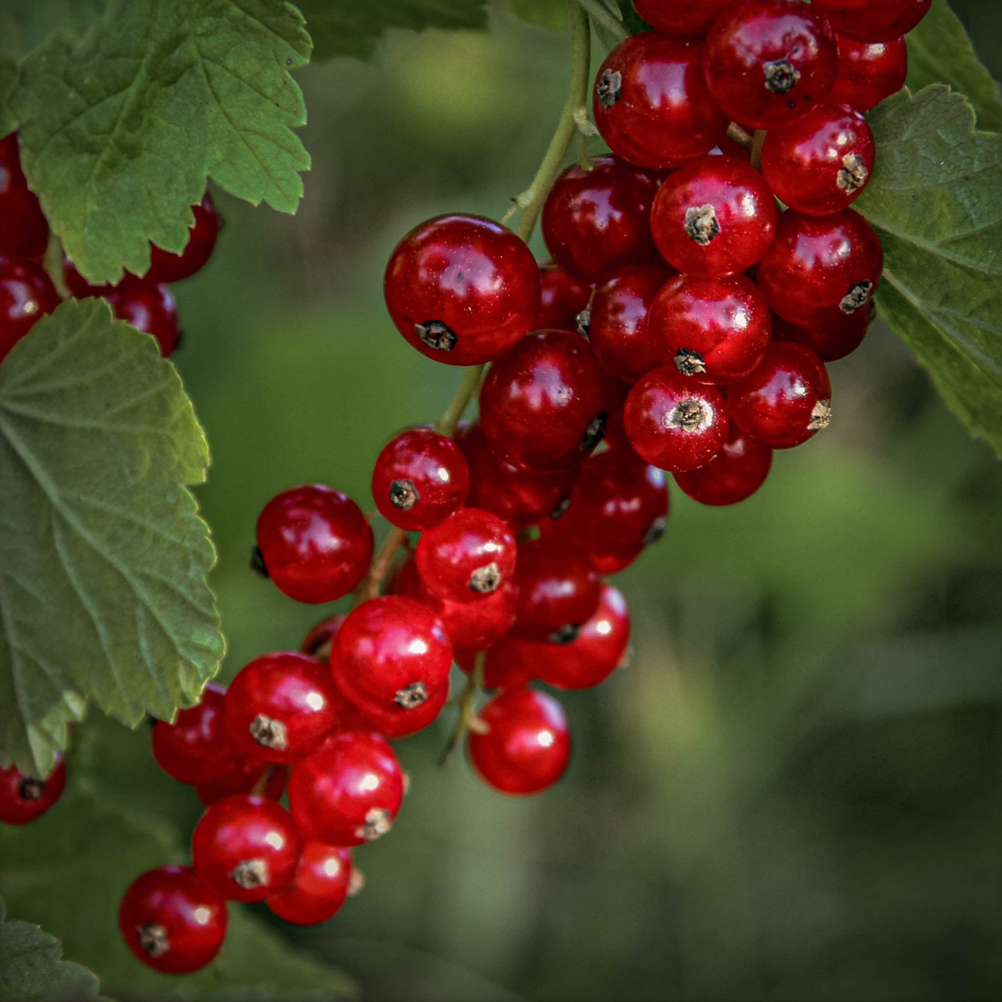 Close-up view bunch of Red Currants.