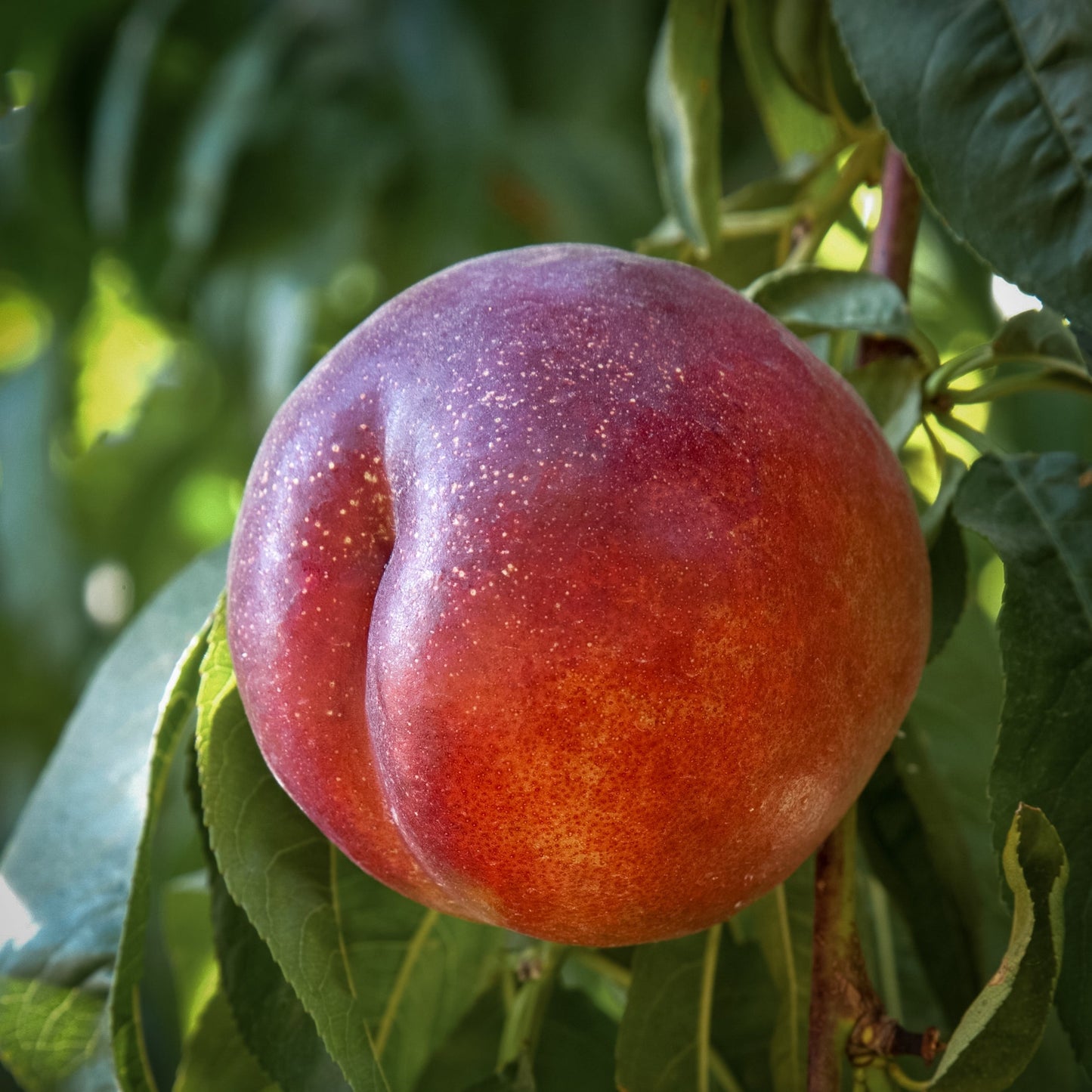 Close-up view of Fantasia Nectarine.