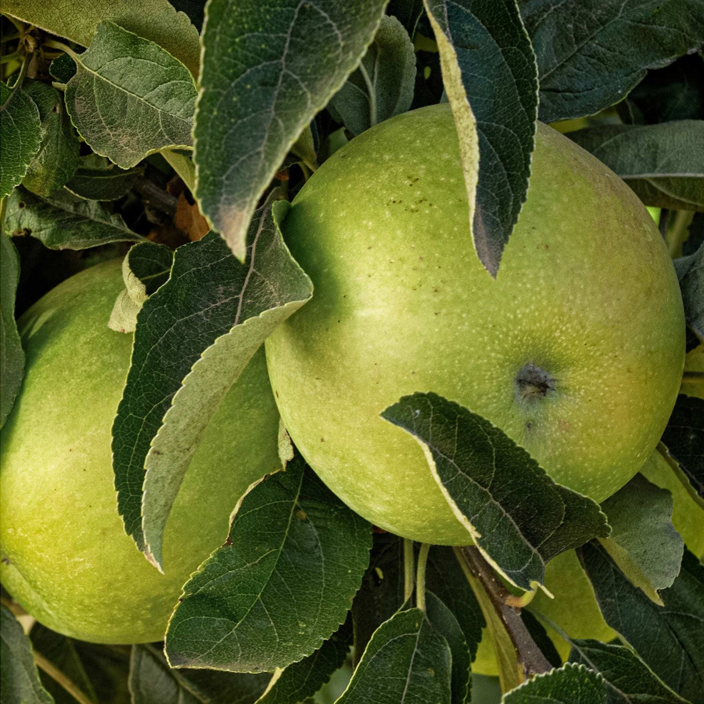 Close-up view of two green Granny Smith apple.