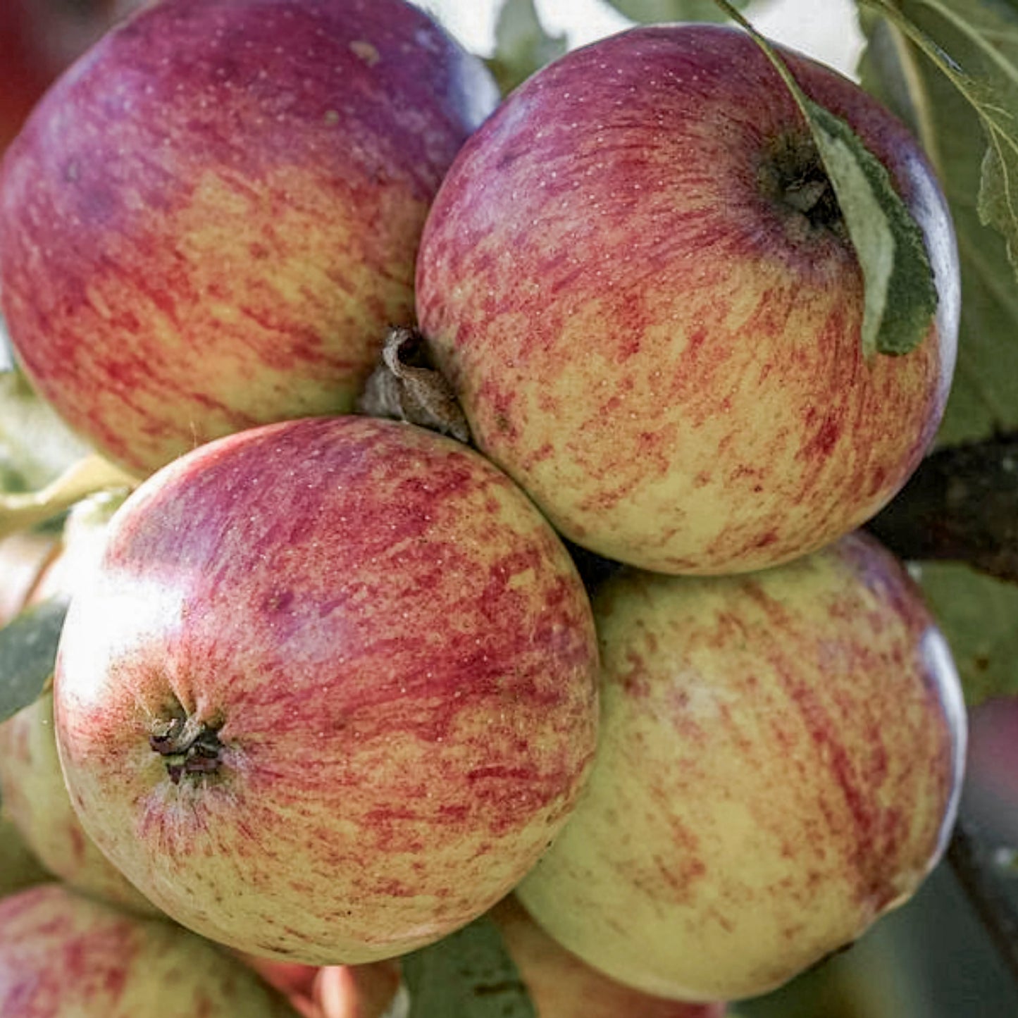 Close-up view Gravenstein Apples.