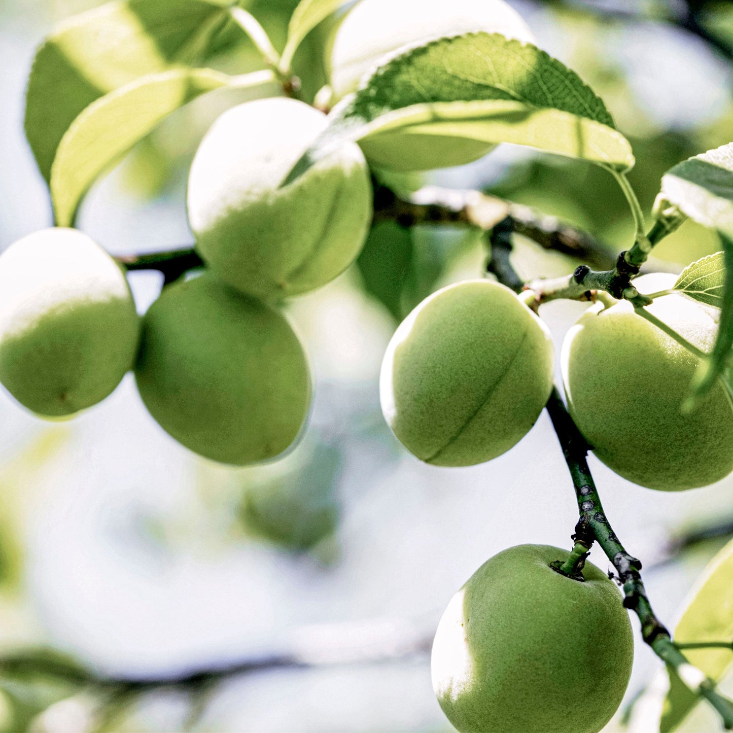 Close-up view of European Green Gage.