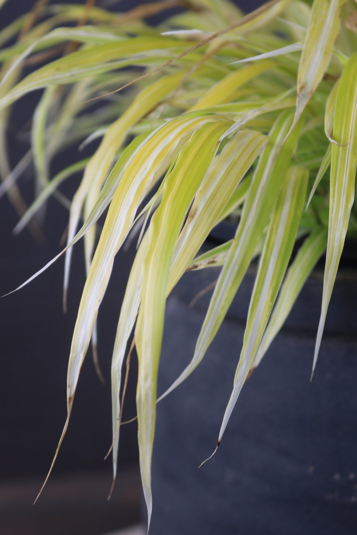 Hakonechloa macra | Stripe It Rich