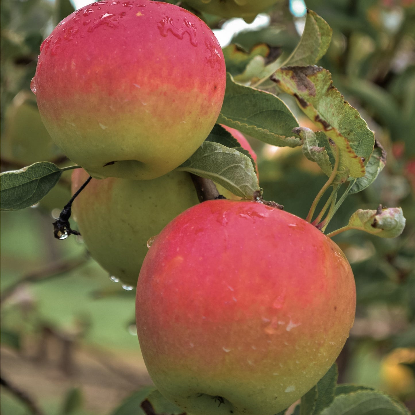Close-up view of red-orange Honeycrisp apple.