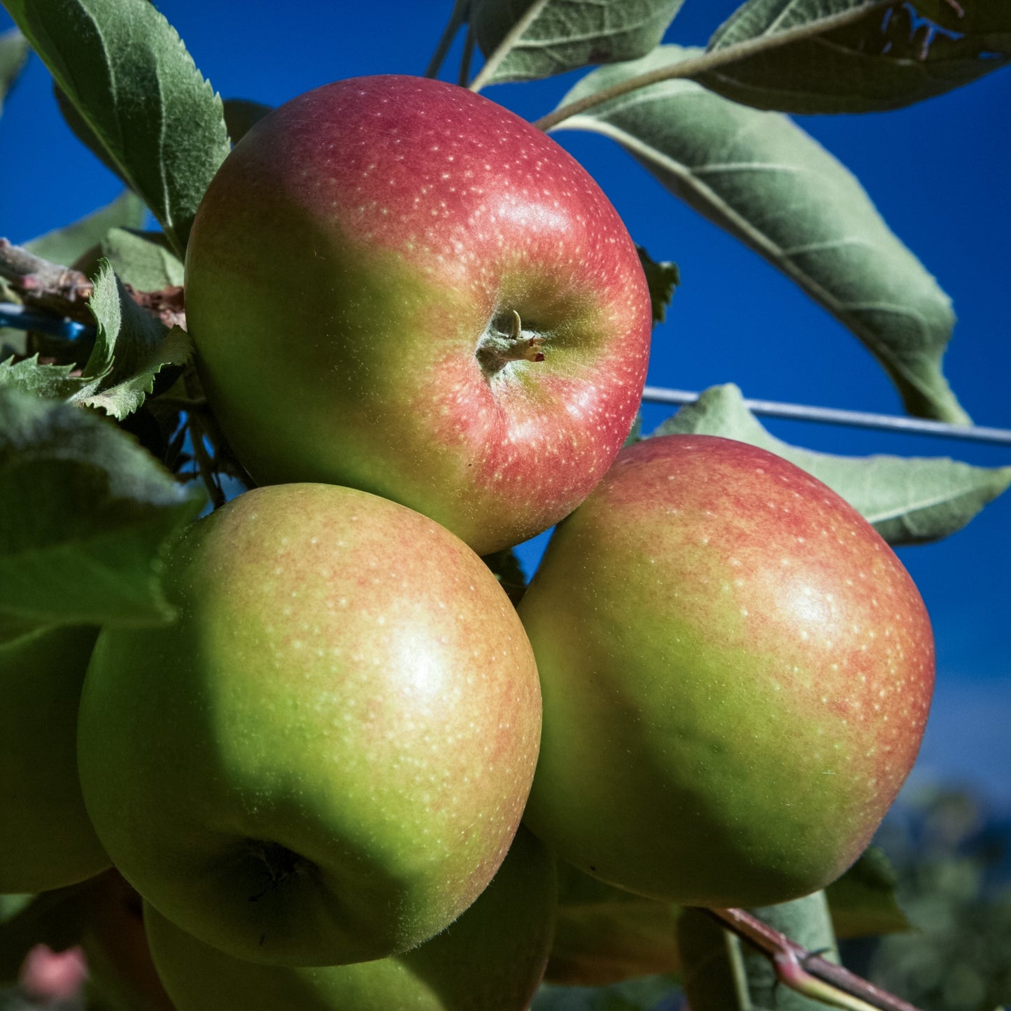 Close-up view of Jonagold red apple.
