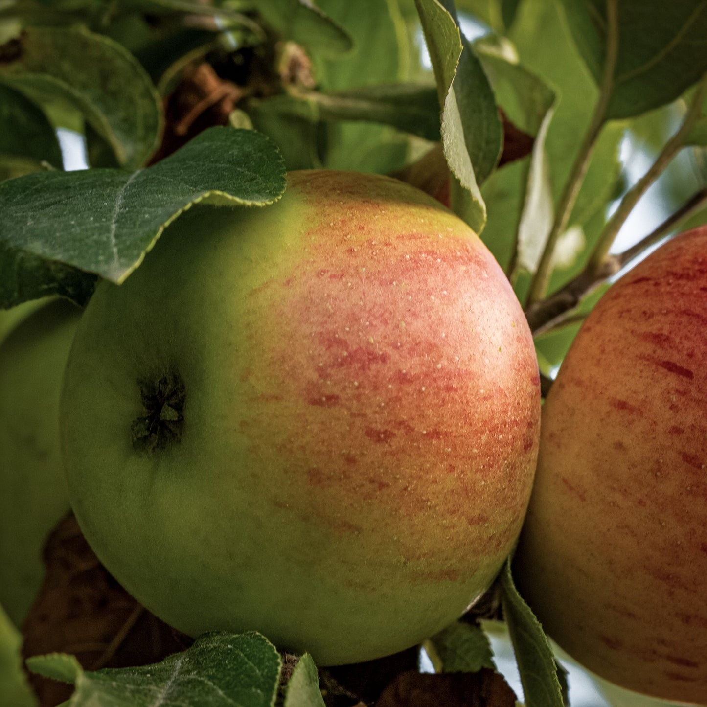 Close-up view of golden green King apple.