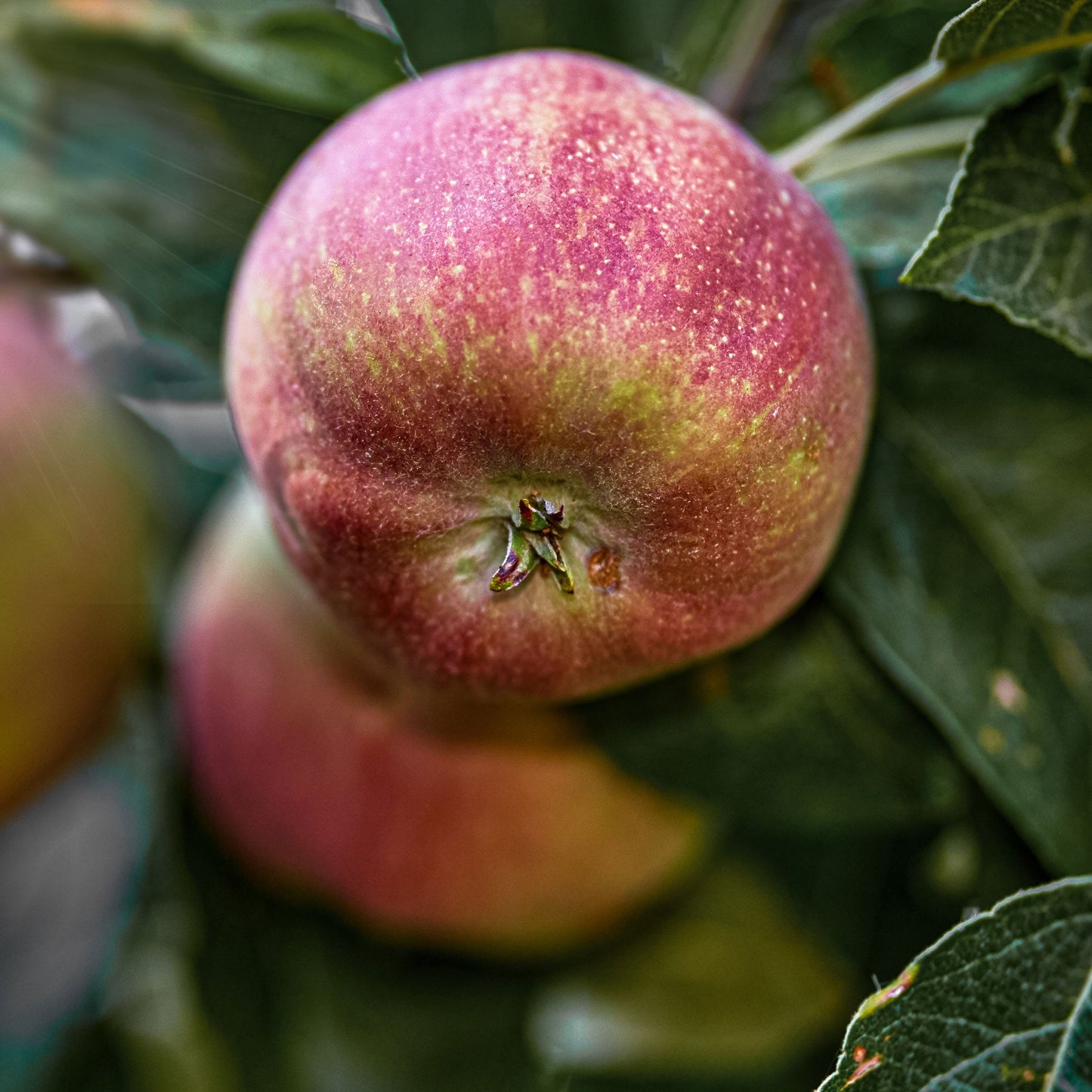 Close-up view of Liberty apple.