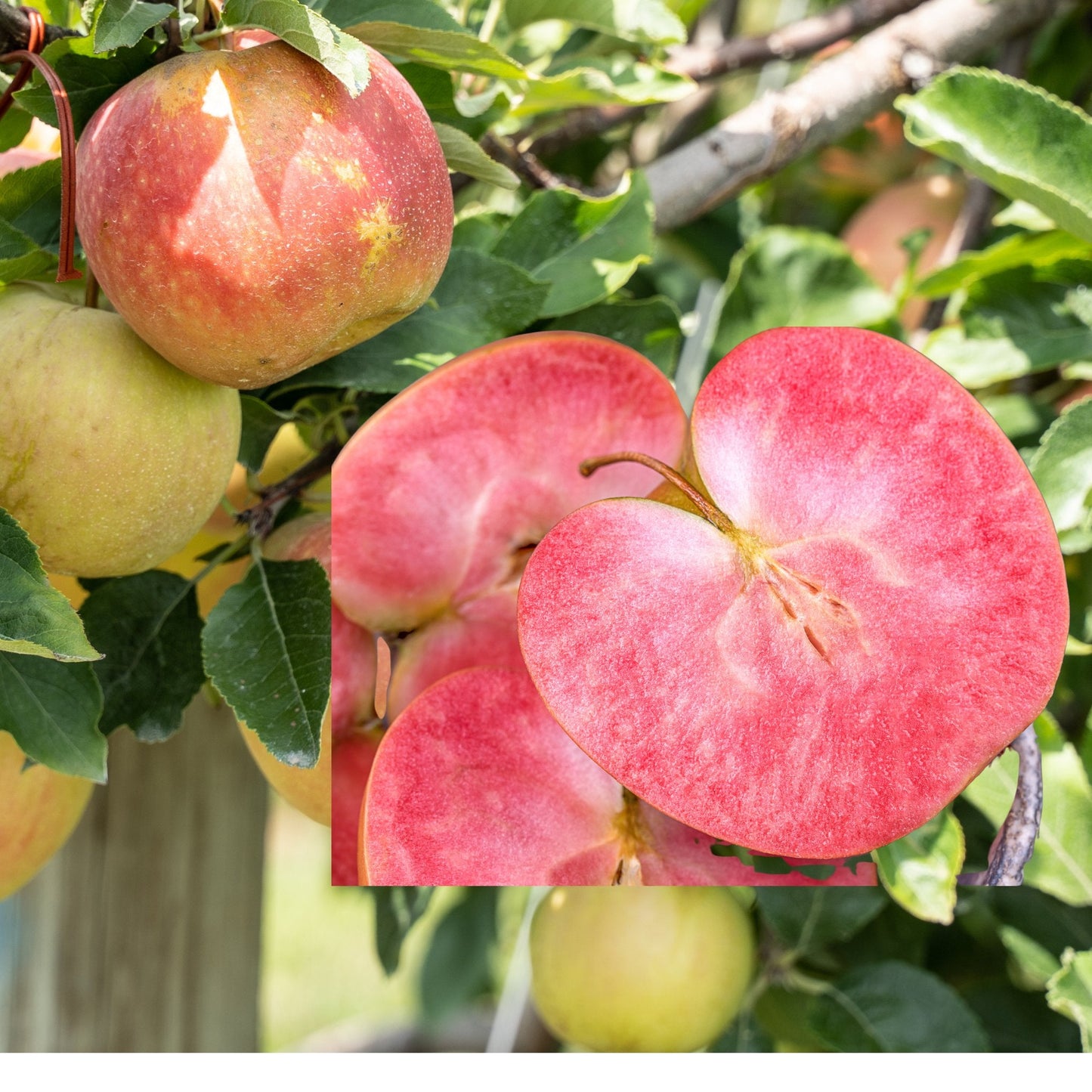 Red flesh apple Lucy Gem