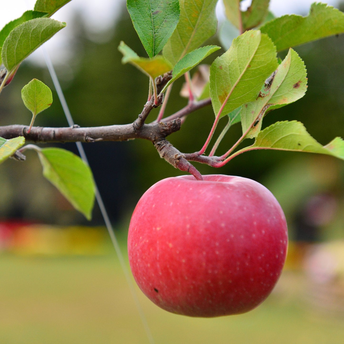 Red Melrose apple on branch
