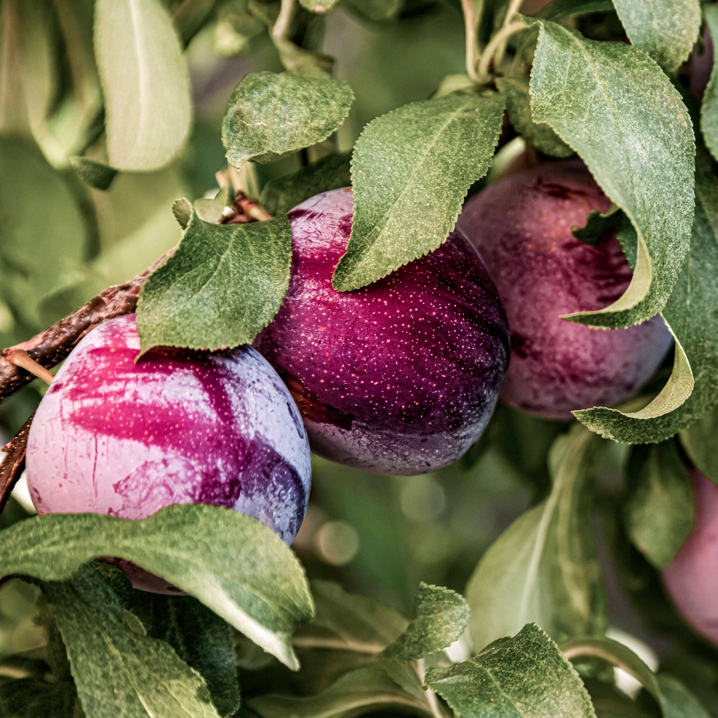Close-up view of Japanese Plum, Methley.