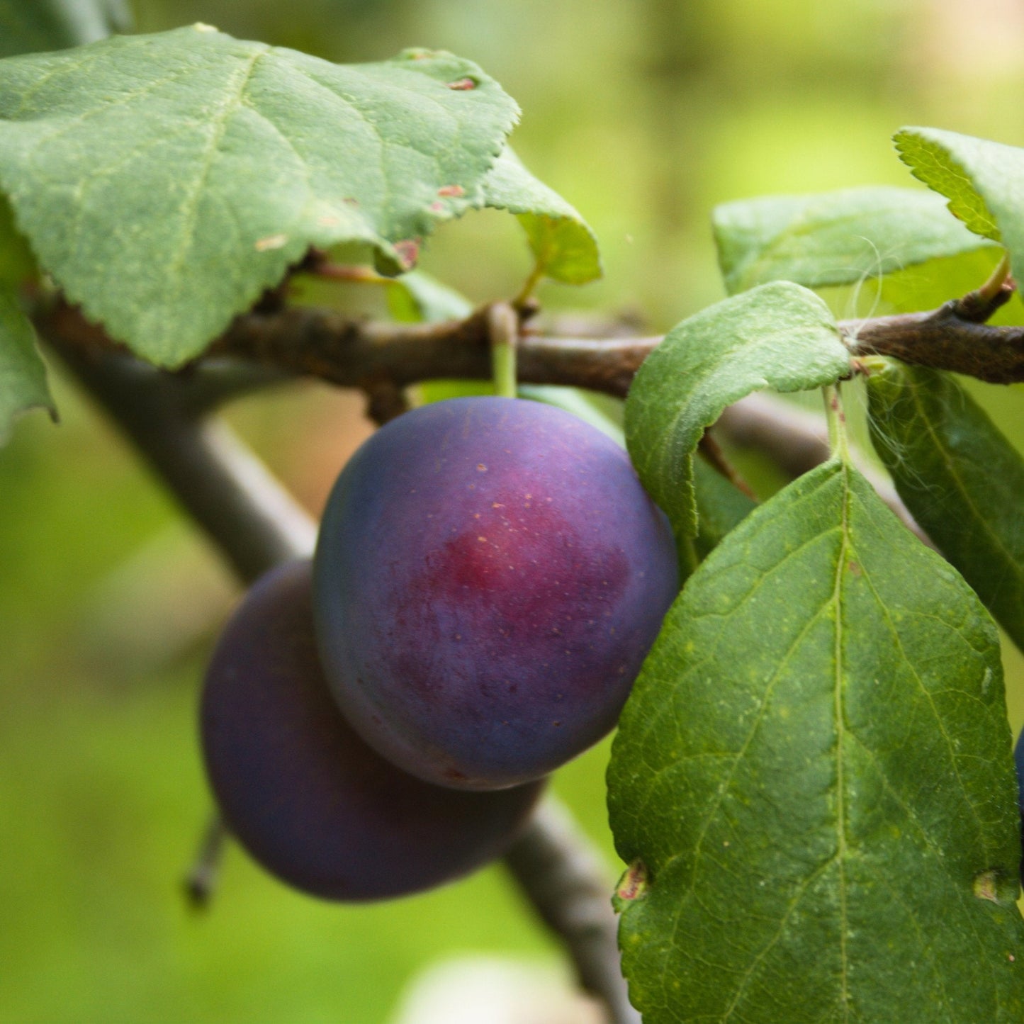 Close up of a cherry plum on branch