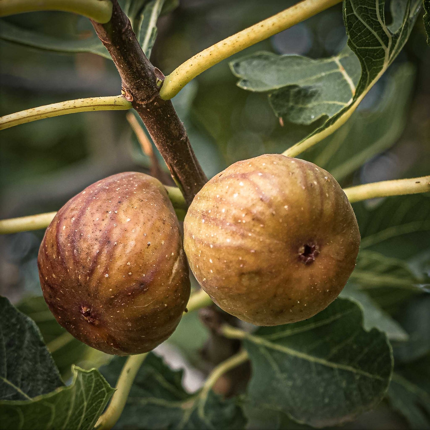 Close-up view of Neverella Fig.