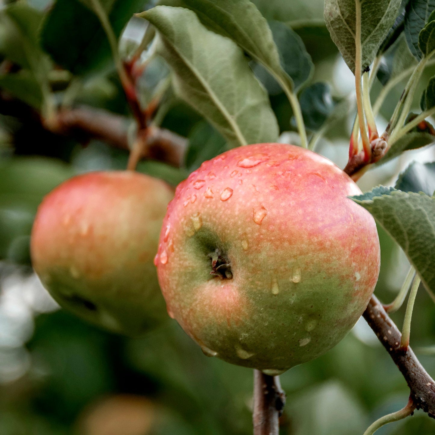 Close-up view of Pink Lady apple