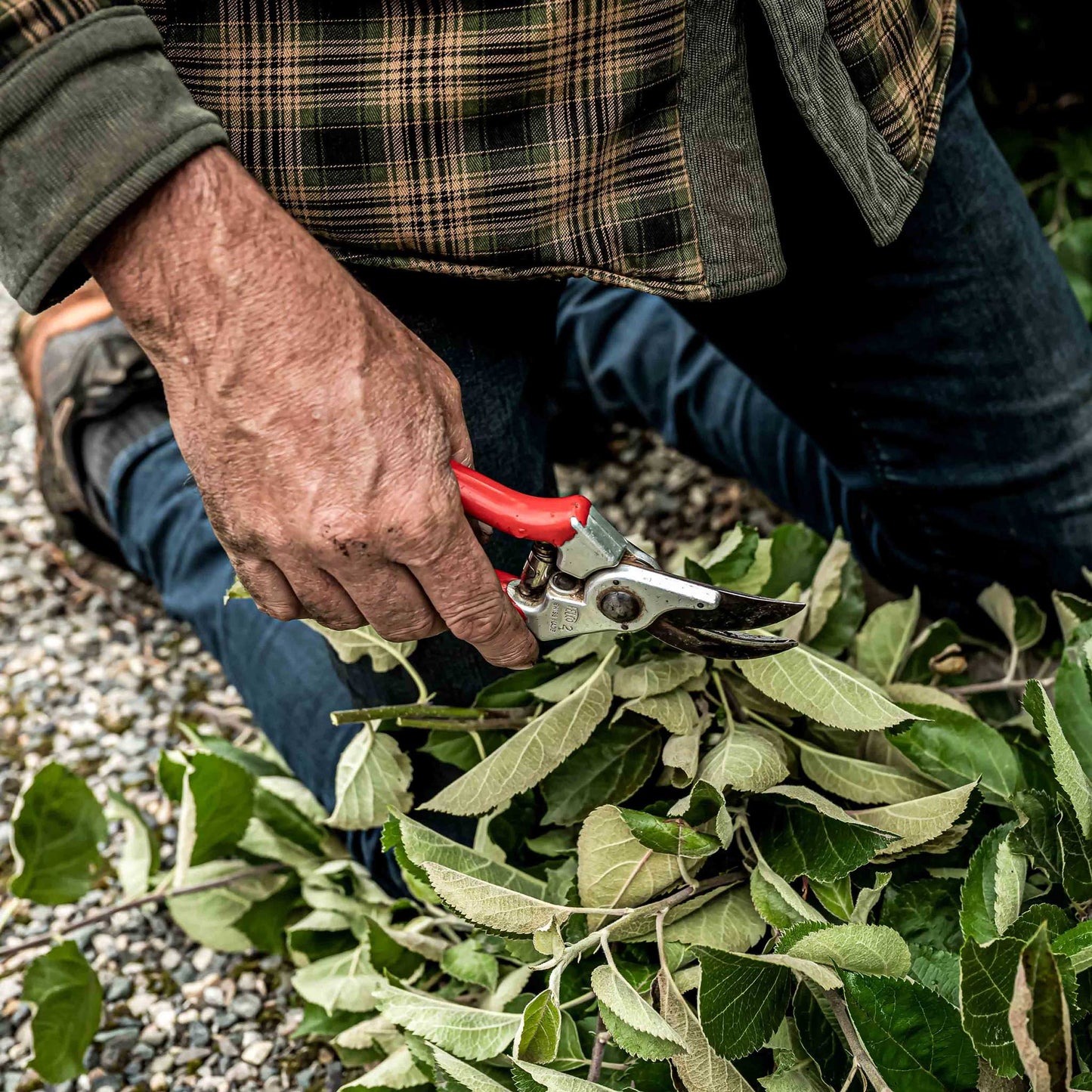 Close-up image of hand holding pruning shears.