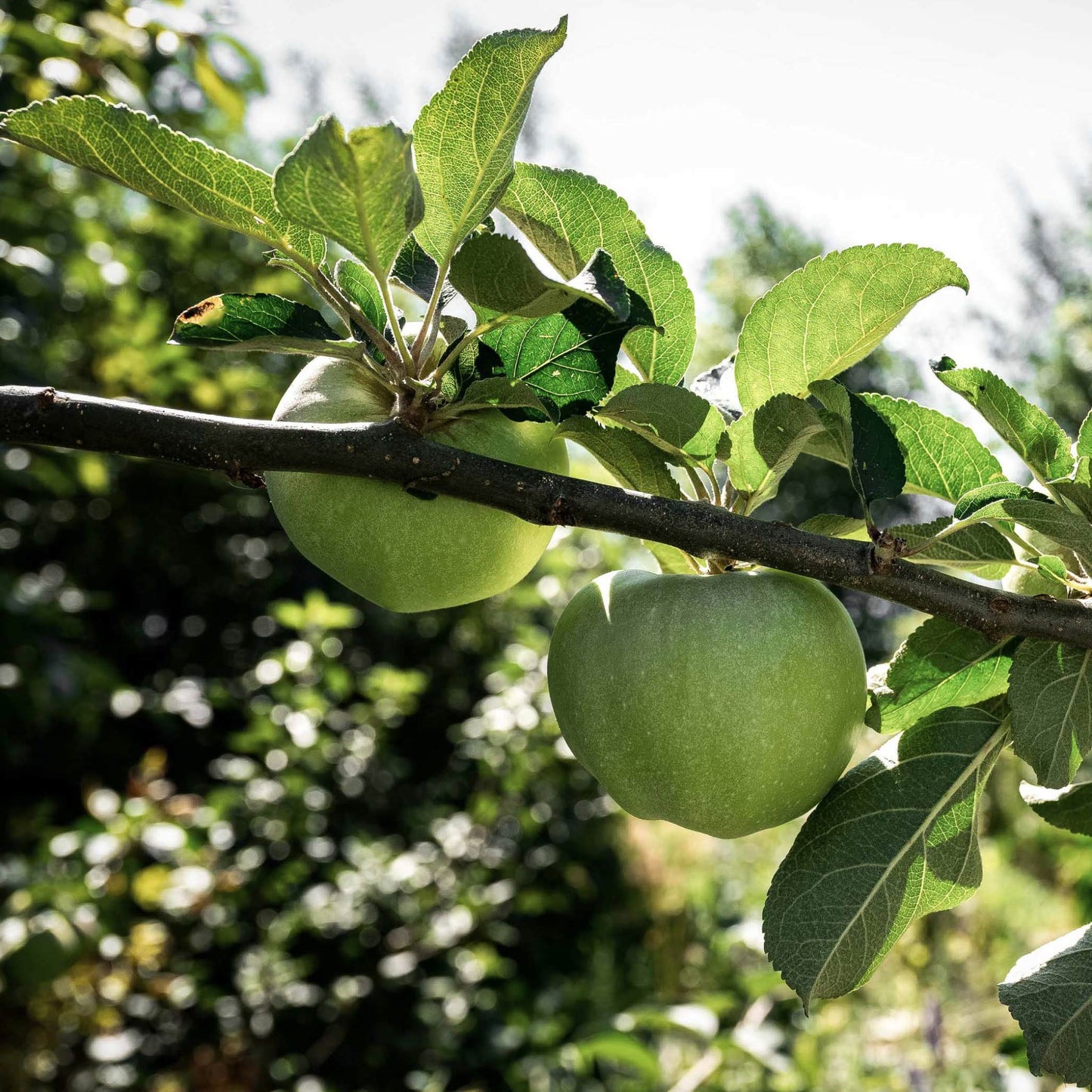 Close-up view of Green Apples