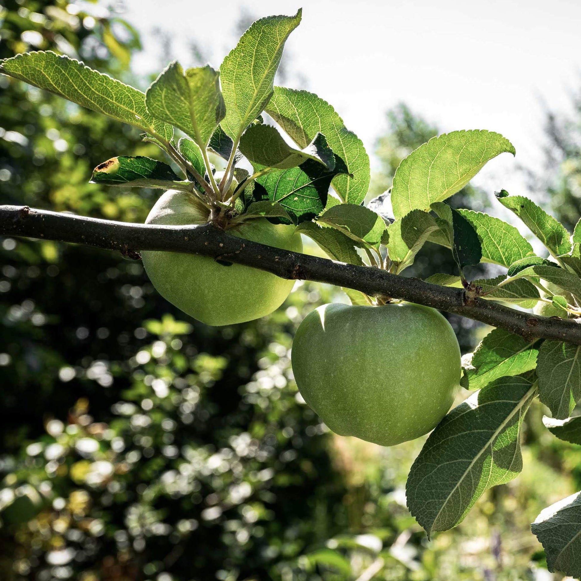 Close-up view of Green Apples