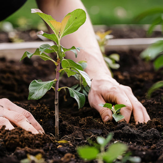 Close-up view of person planting small fruit trees.