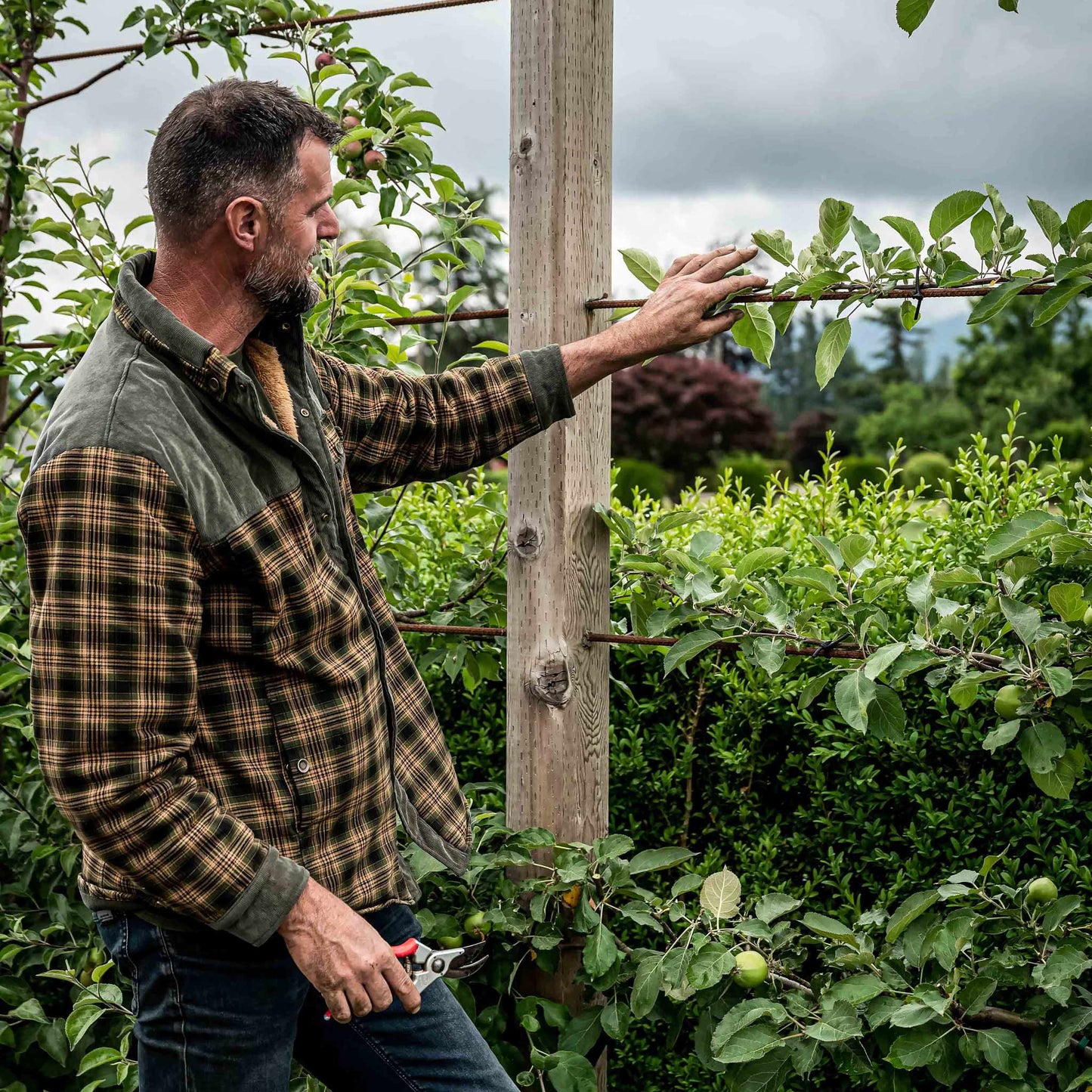 Jack demonstrating pruning plant trees.