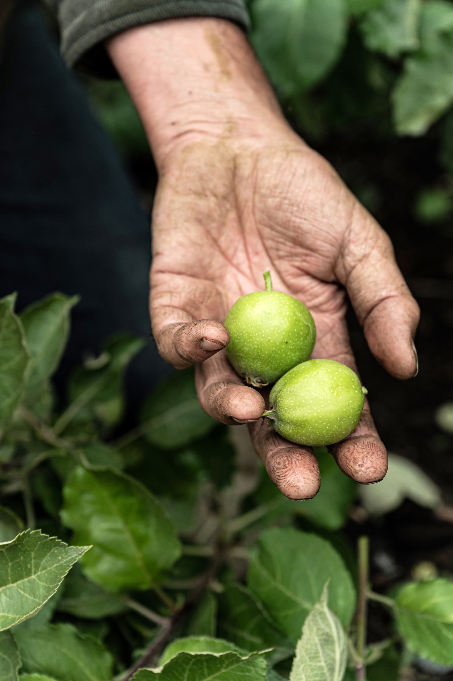 Jack holds two mini green apple. 