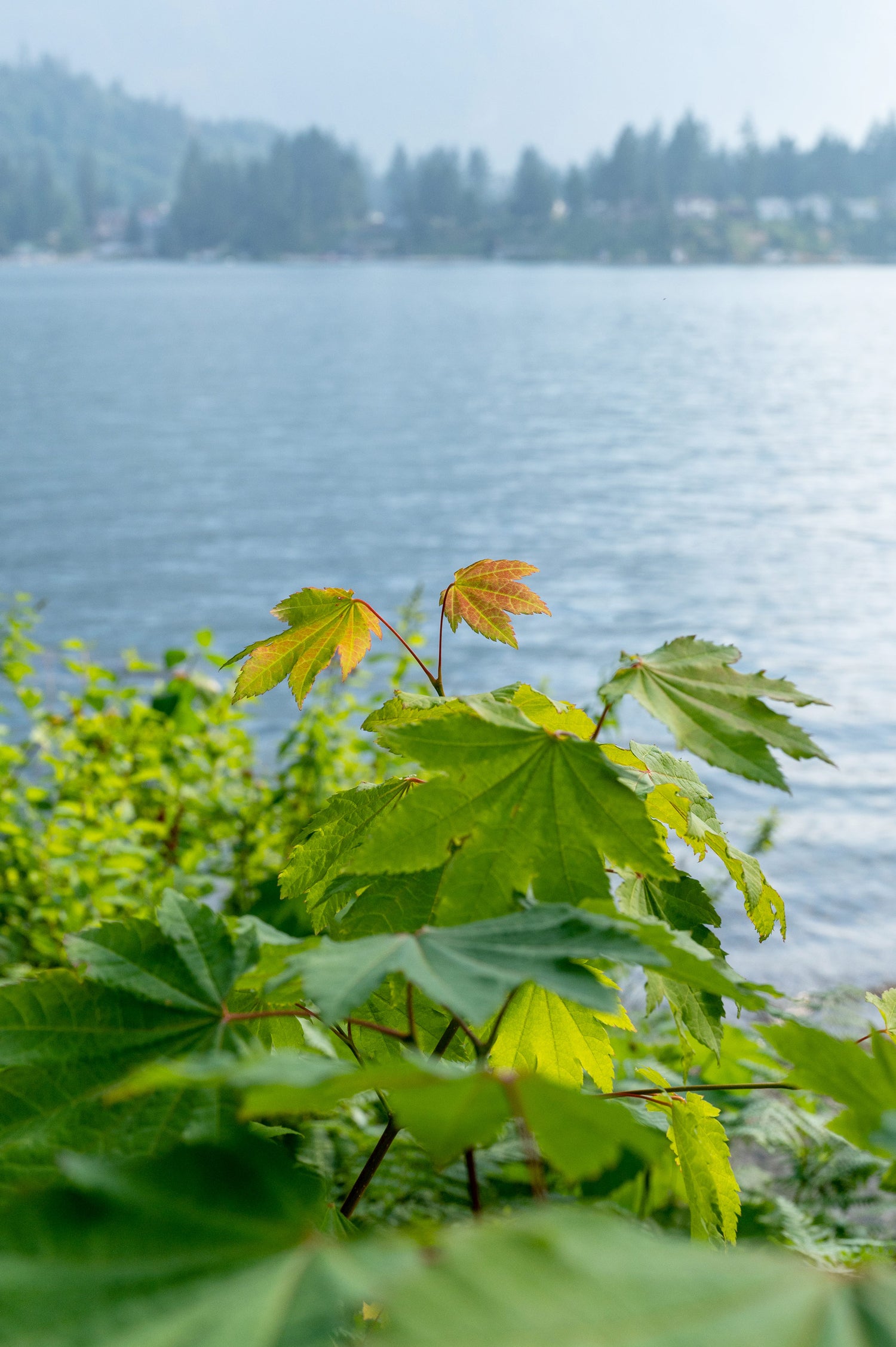 Close-up view of maple leaves in-front of blue lake.