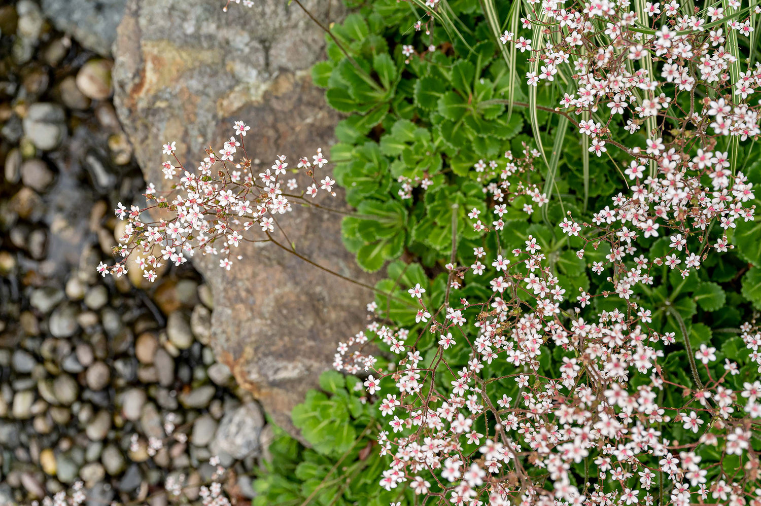 Close-up view of tiny pink flowers.