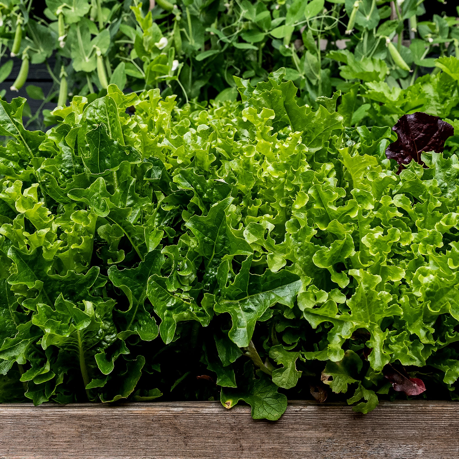 Close-up view of planter garden.