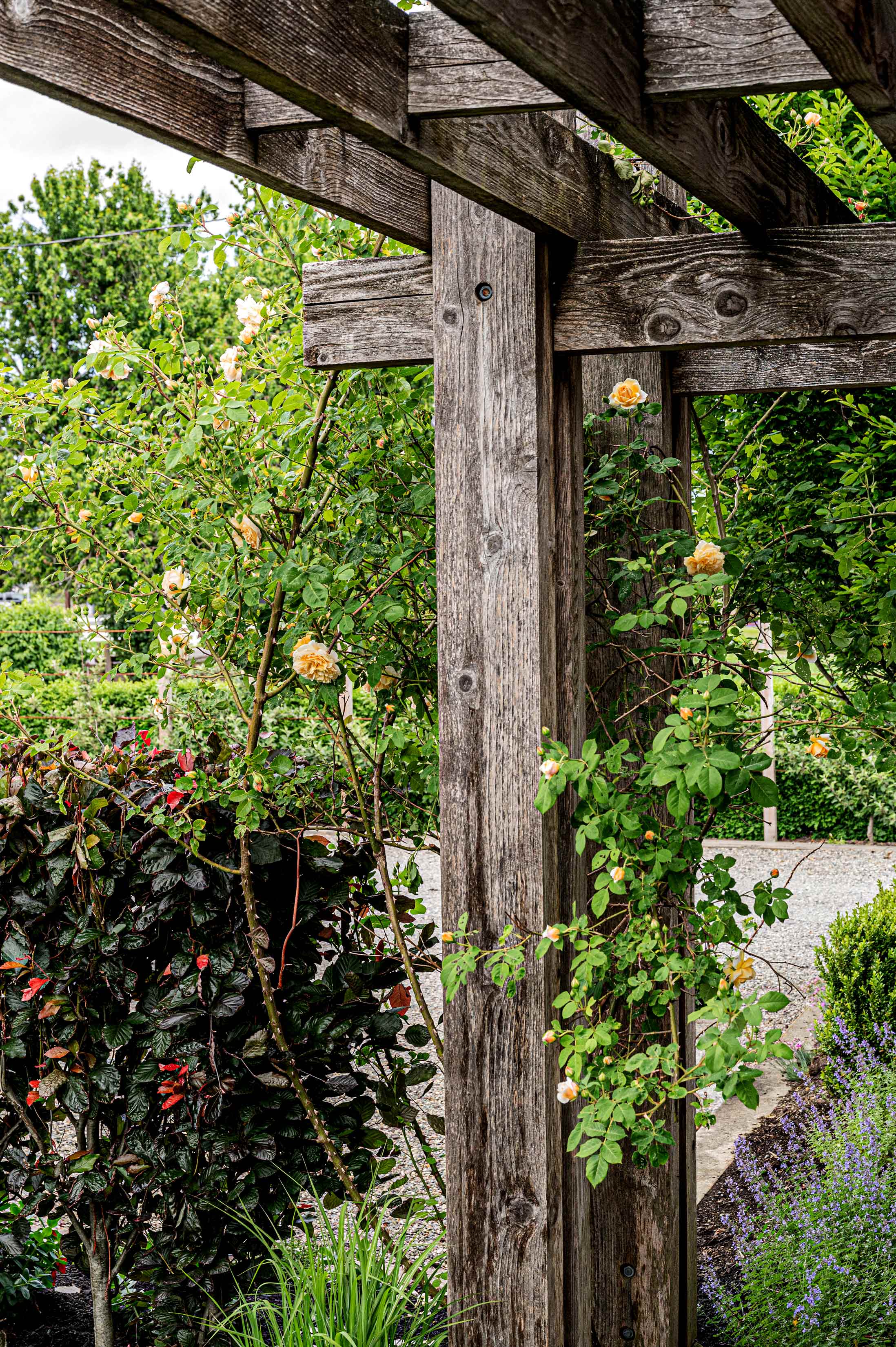 Peach garden roses on trellis, burgundy and red foliage at the bottom.