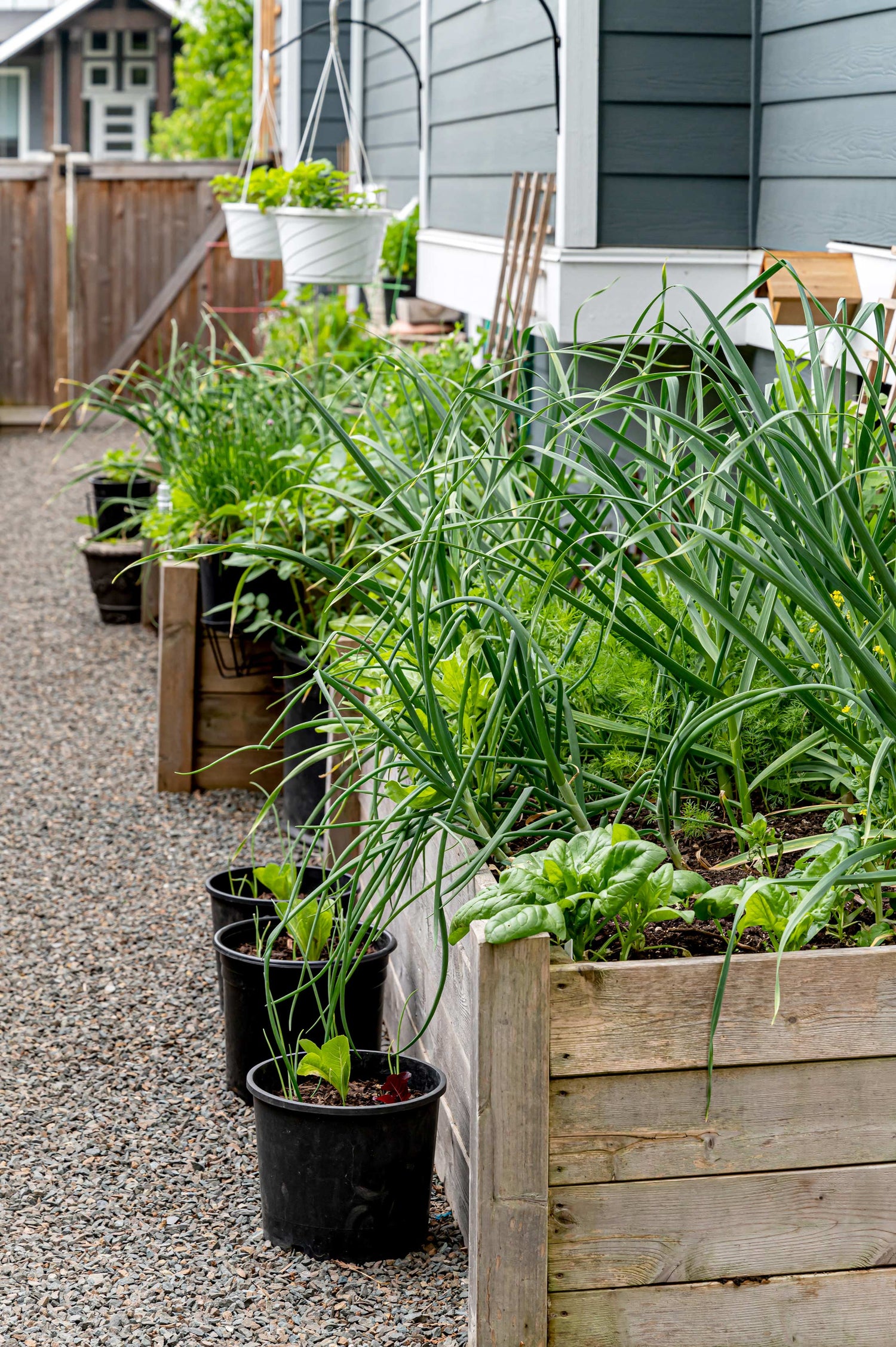 Raised garden beds in a walkway beside a house.