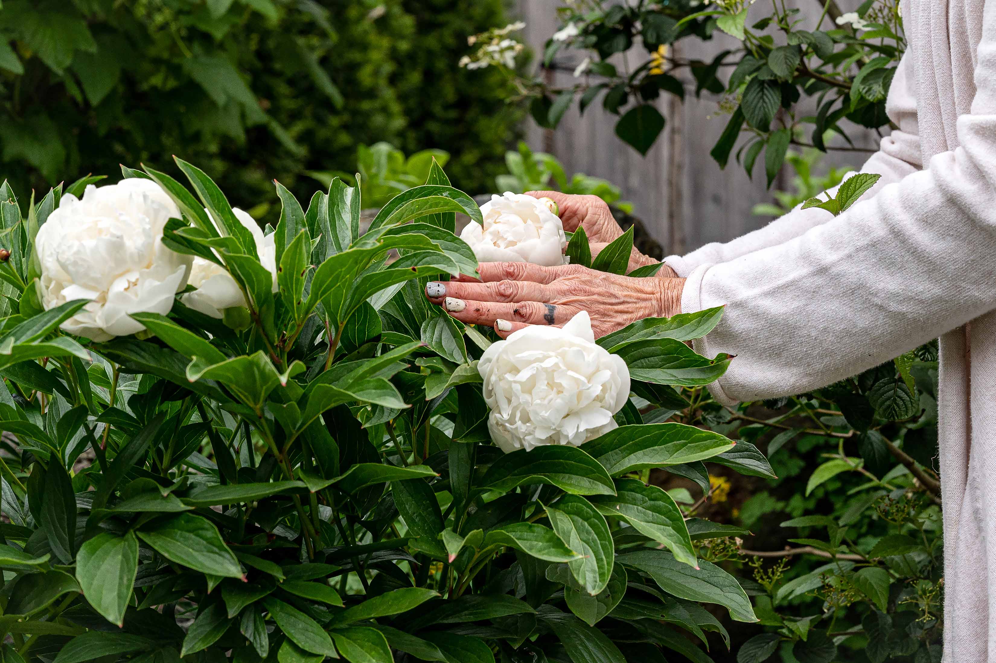 Woman's hands pick white peonies in her garden.