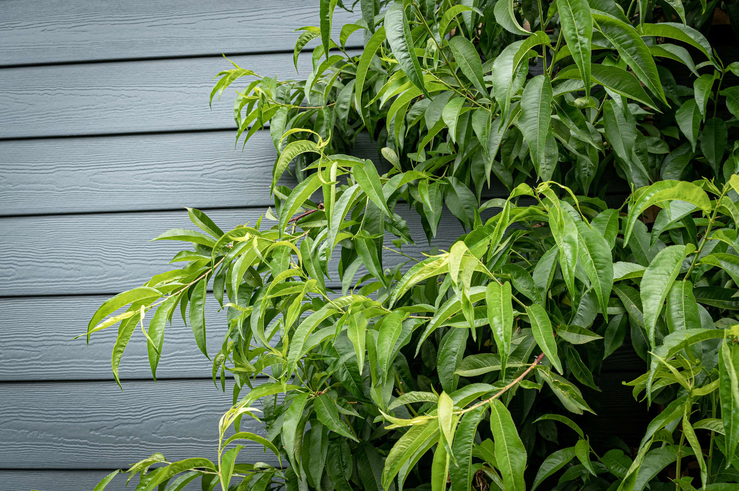 Close-up view of peach tree leave against side of building.