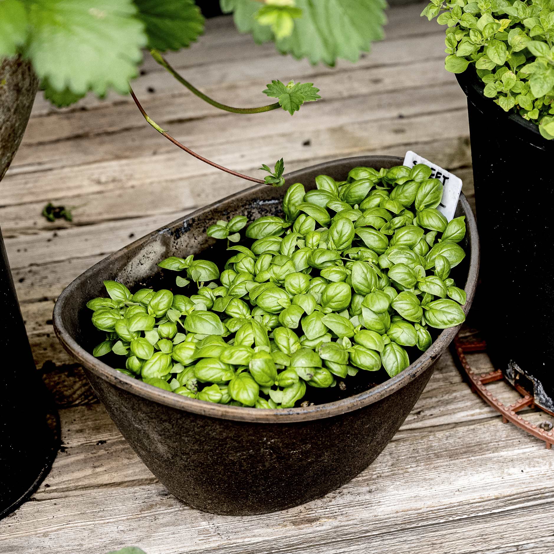 Basil in small planter basket.